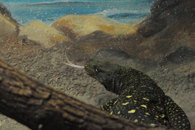 cours de langue_4298447241_l.jpg